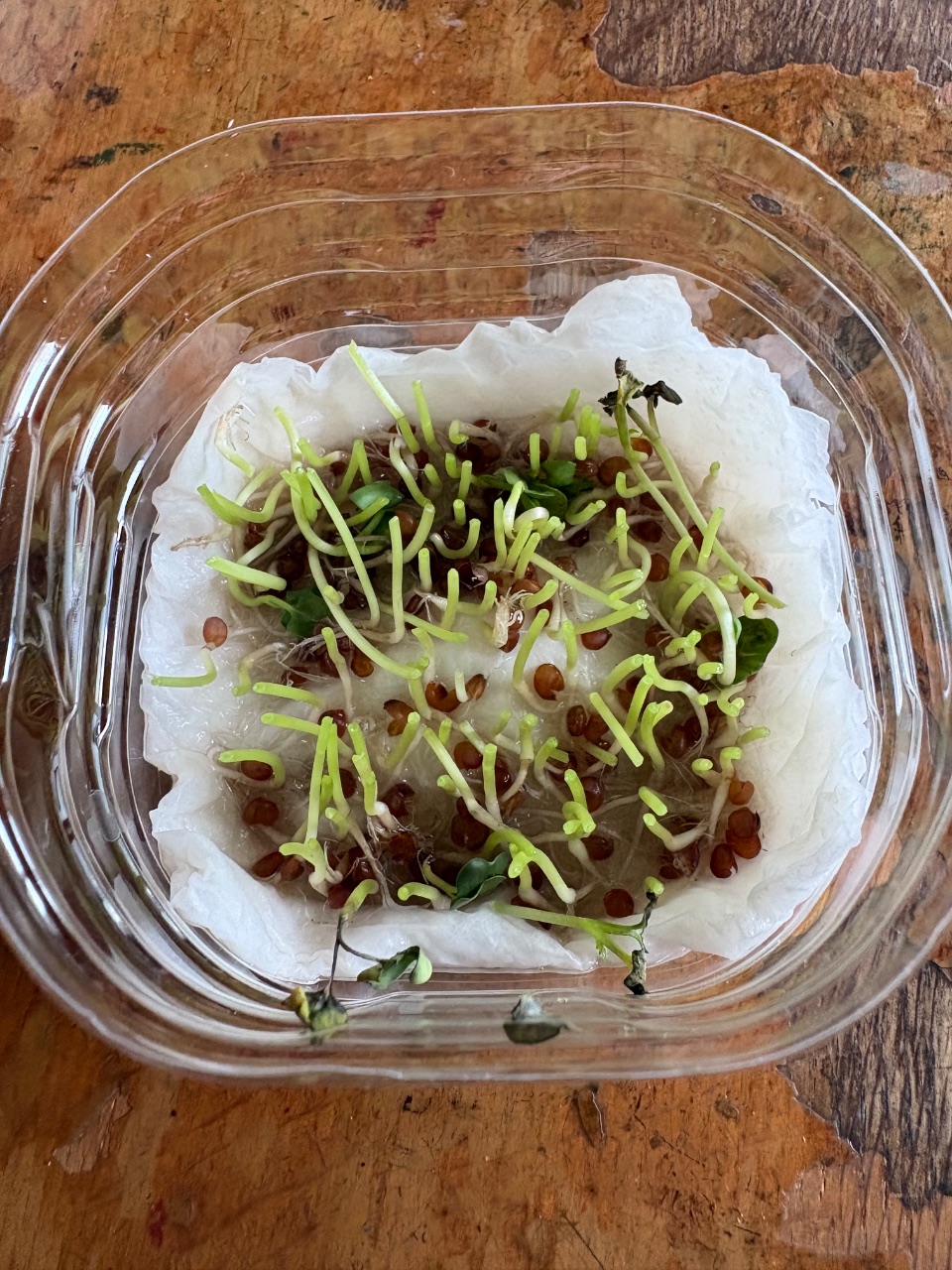 カイワレ大根