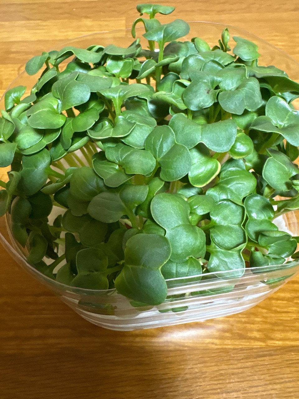 カイワレ大根 day 7